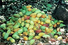 Cacao Pods